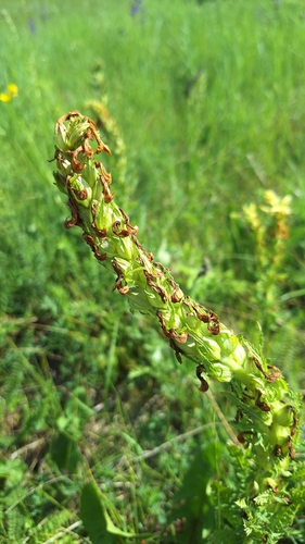 Image of Pedicularis kaufmannii by (c) Violetta Dzizyurova, some rights reserved (CC BY)