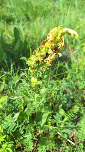 Image of Pedicularis kaufmannii by (c) Violetta Dzizyurova, some rights reserved (CC BY)