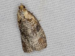 Cryptoptila australana