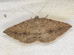 Taxeotis perlinearia