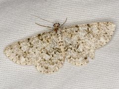 Thallogama corticola