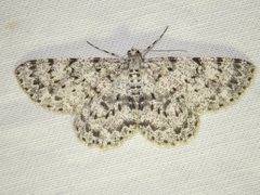 Thallogama corticola