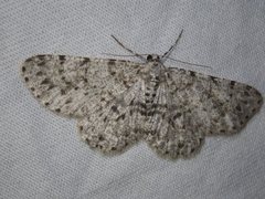 Thallogama corticola