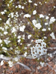 Ixodia achillaeoides