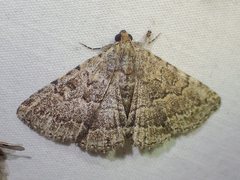 Diatenes aglossoides