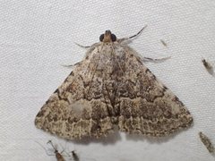 Diatenes aglossoides