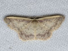 Idaea nephelota