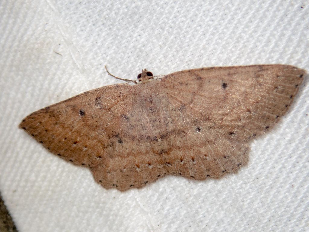Casbia melanops