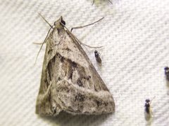 Dichromodes stilbiata