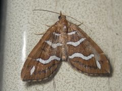 Chaetolopha niphosticha