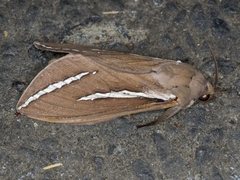 Abantiades latipennis