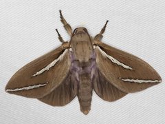 Abantiades latipennis