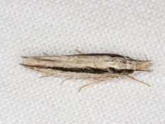 Trachydora centromela