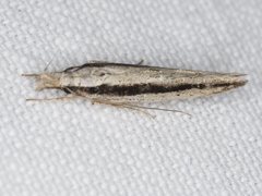 Trachydora centromela