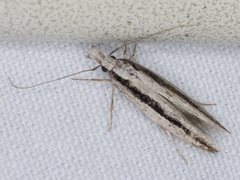 Trachydora centromela