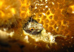 Parablennius marmoreus
