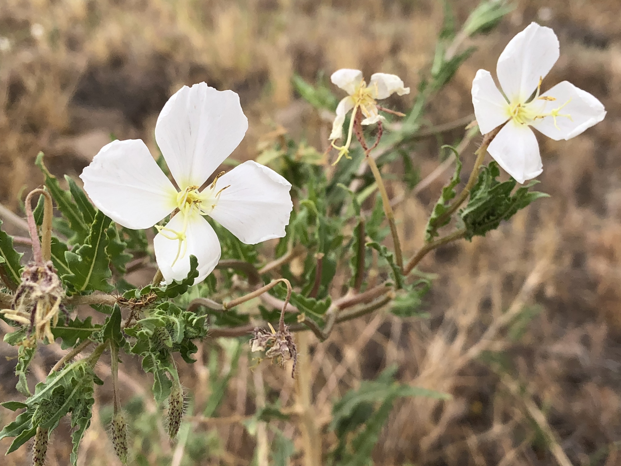 Oenothera arizonica