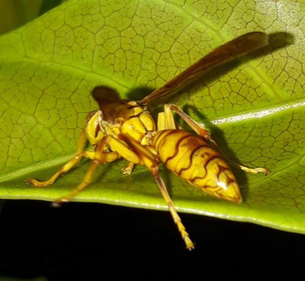 Yellow Oriental Paper Wasp from Kolkata,India on May 17, 2019 at 06:10 ...