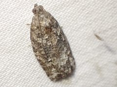 Thrincophora signigerana