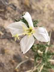 Oenothera arizonica