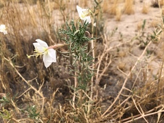 Oenothera arizonica