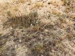 Oenothera arizonica