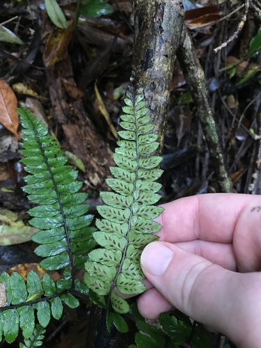 Image of Athyrium otophorum by no rights reserved