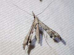 Tineodes adactylalis