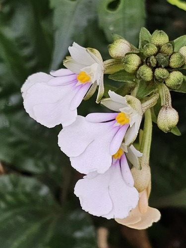 Alisma-Leaved Calanthe