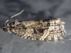 Asthenoptycha