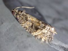Asthenoptycha