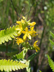 Lysimachia asperulifolia