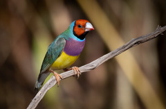 Gouldian Finch photo 2