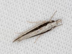 Trachydora centromela