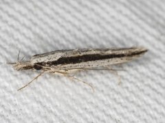 Trachydora centromela