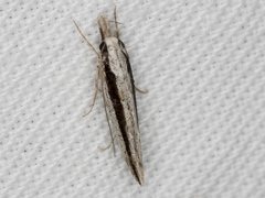 Trachydora centromela