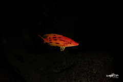 Bodianus unimaculatus