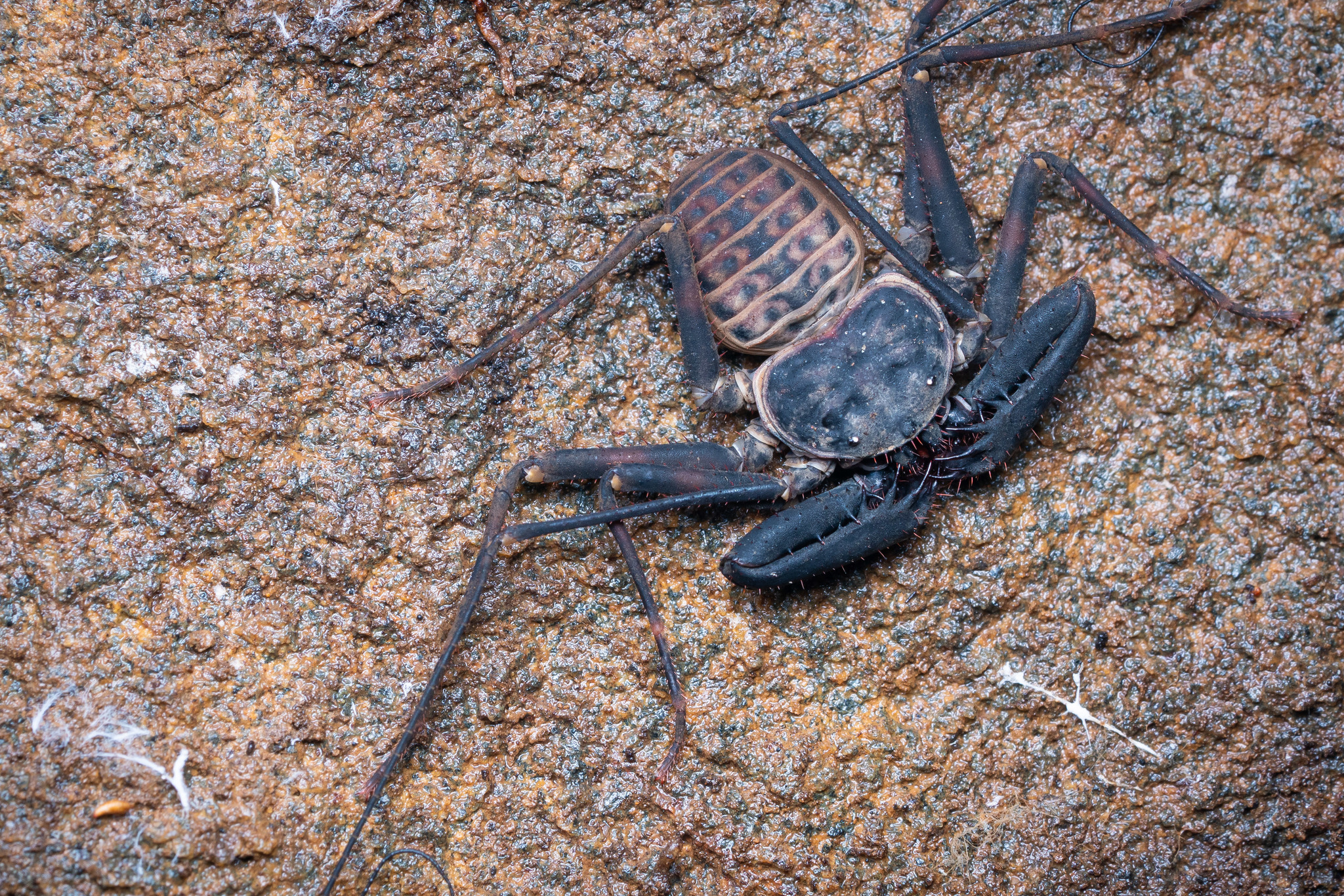 Charinus neocaledonicus Kraepelin, 1895