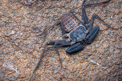 Charinus neocaledonicus