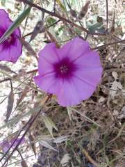 Convolvulus althaeoides althaeoides