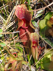 Sarracenia purpurea venosa