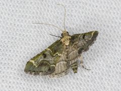 Arescoptera haplocala