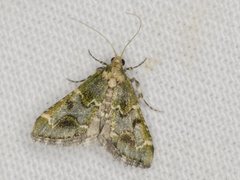 Arescoptera haplocala