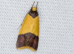 Heteroteucha dichroella