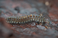 Pyrgodesmidae