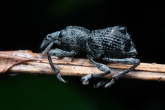 Acanthopterus granulosus