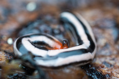 Australopacifica sarasiniana