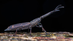 Trachelizini