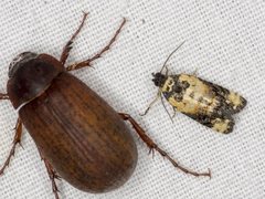 Asthenoptycha iriodes