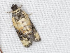 Asthenoptycha iriodes